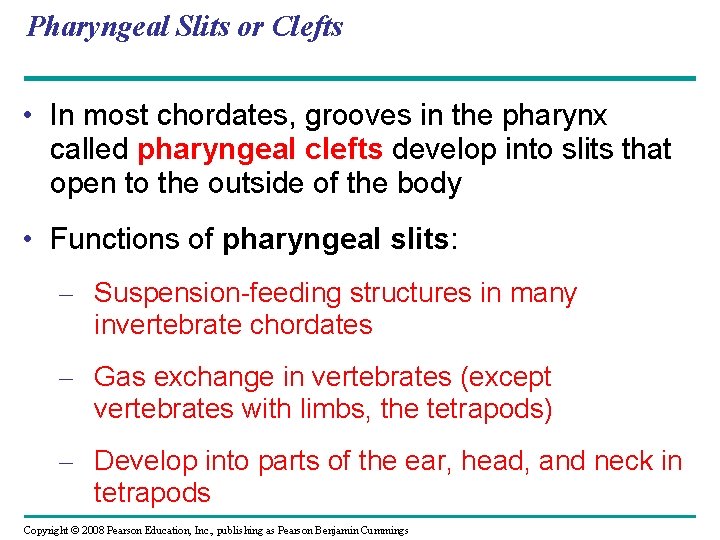 Pharyngeal Slits or Clefts • In most chordates, grooves in the pharynx called pharyngeal