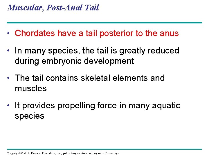 Muscular, Post-Anal Tail • Chordates have a tail posterior to the anus • In