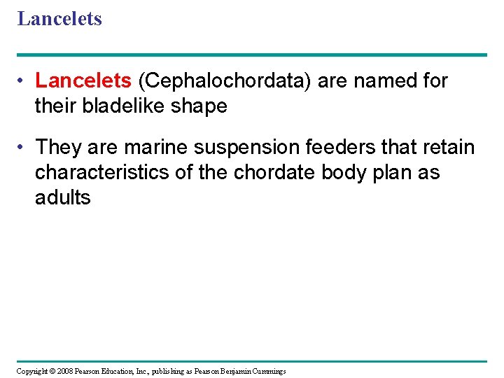 Lancelets • Lancelets (Cephalochordata) are named for their bladelike shape • They are marine