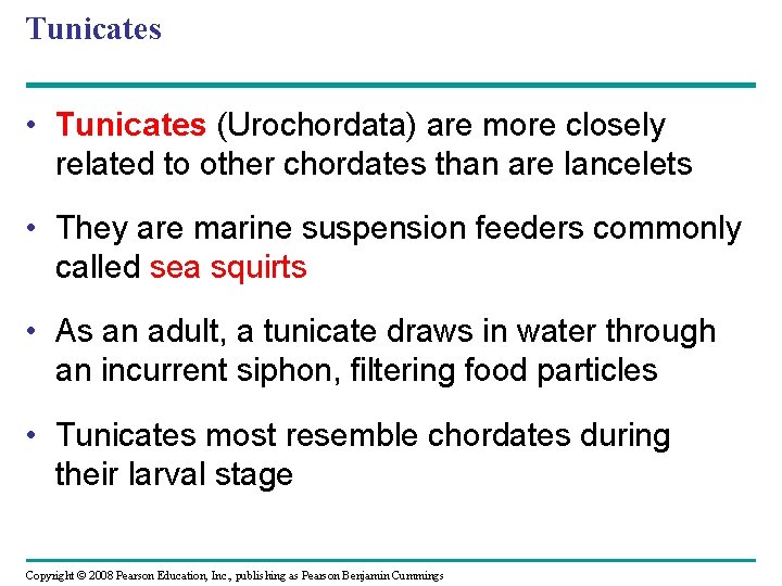 Tunicates • Tunicates (Urochordata) are more closely related to other chordates than are lancelets