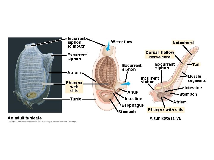 Incurrent siphon to mouth Water flow Notochord Dorsal, hollow nerve cord Excurrent siphon Atrium