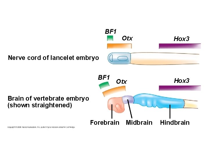 BF 1 Otx Hox 3 Nerve cord of lancelet embryo BF 1 Otx Hox