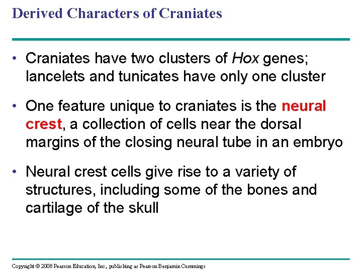 Derived Characters of Craniates • Craniates have two clusters of Hox genes; lancelets and