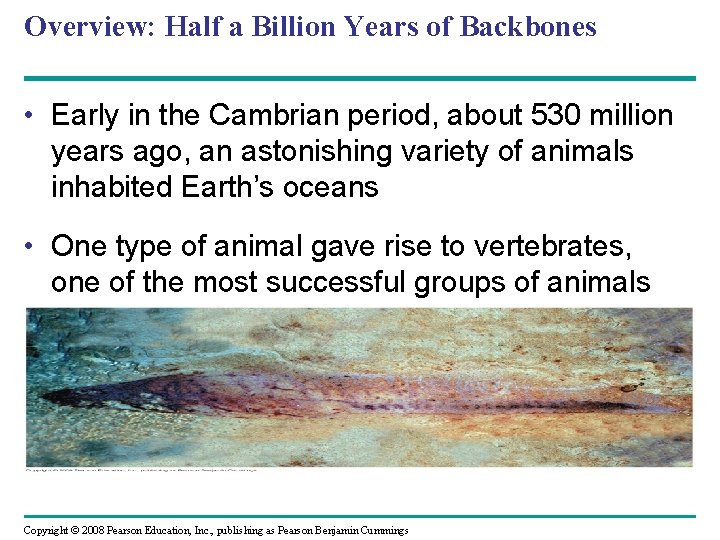Overview: Half a Billion Years of Backbones • Early in the Cambrian period, about