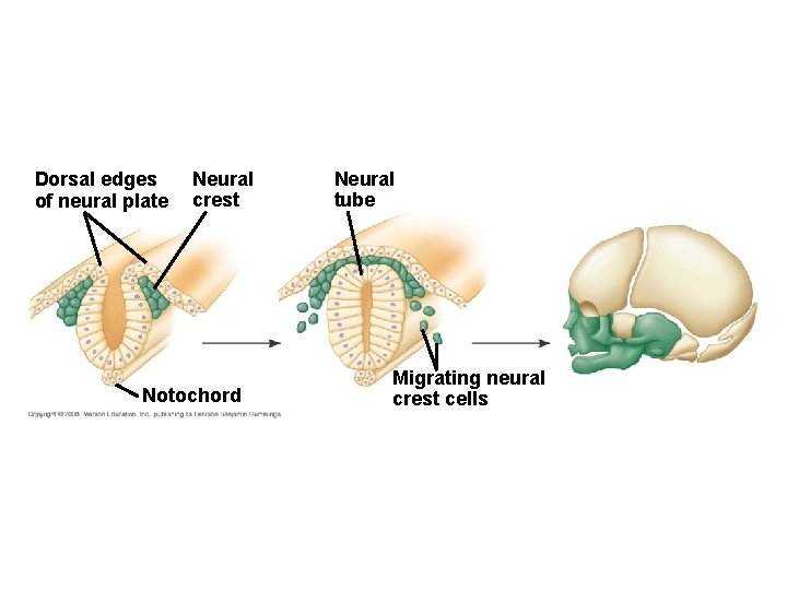 Dorsal edges of neural plate Neural crest Notochord Neural tube Migrating neural crest cells