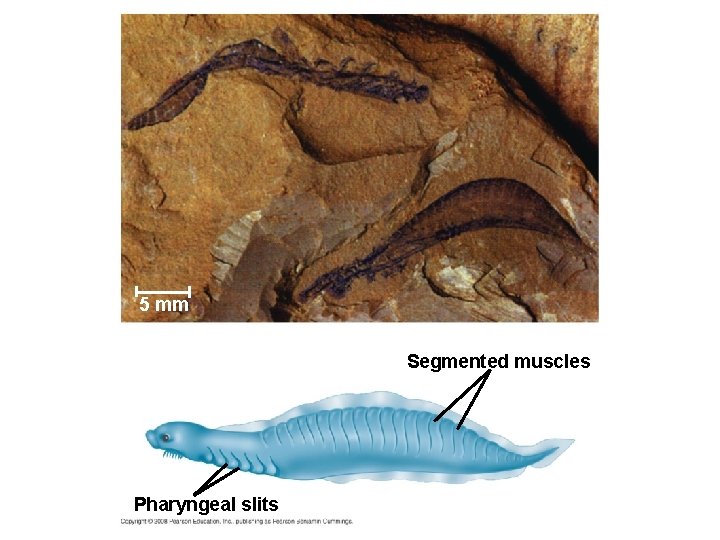 5 mm Segmented muscles Pharyngeal slits 