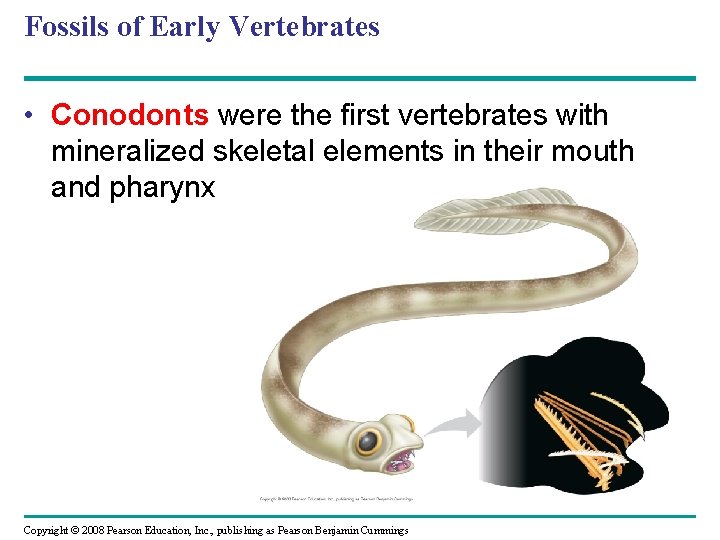 Fossils of Early Vertebrates • Conodonts were the first vertebrates with mineralized skeletal elements