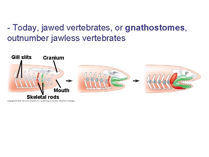 - Today, jawed vertebrates, or gnathostomes, outnumber jawless vertebrates Gill slits Cranium Mouth Skeletal