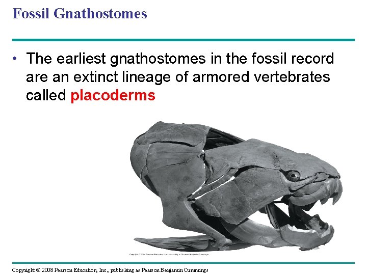 Fossil Gnathostomes • The earliest gnathostomes in the fossil record are an extinct lineage