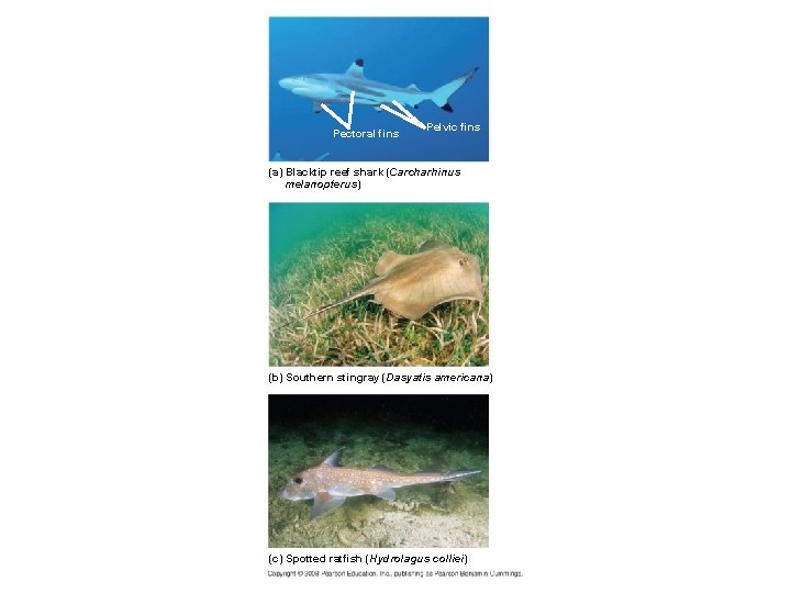 Pectoral fins Pelvic fins (a) Blacktip reef shark (Carcharhinus melanopterus) (b) Southern stingray (Dasyatis