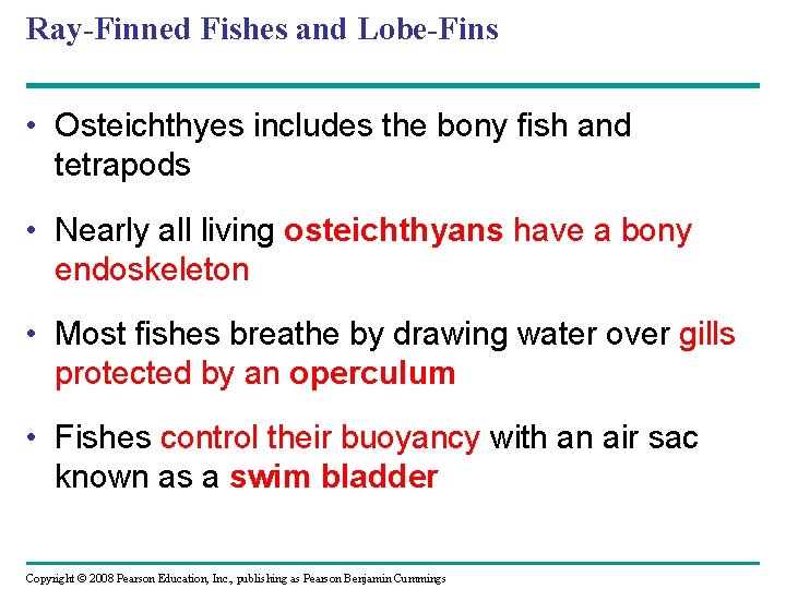 Ray-Finned Fishes and Lobe-Fins • Osteichthyes includes the bony fish and tetrapods • Nearly