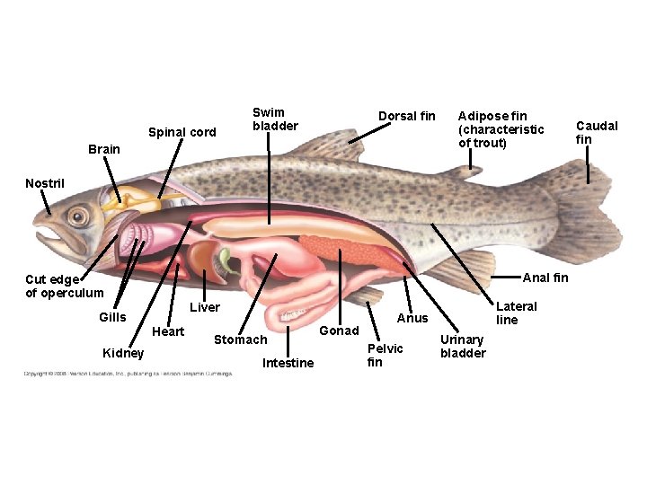 Spinal cord Swim bladder Dorsal fin Brain Adipose fin (characteristic of trout) Nostril Anal