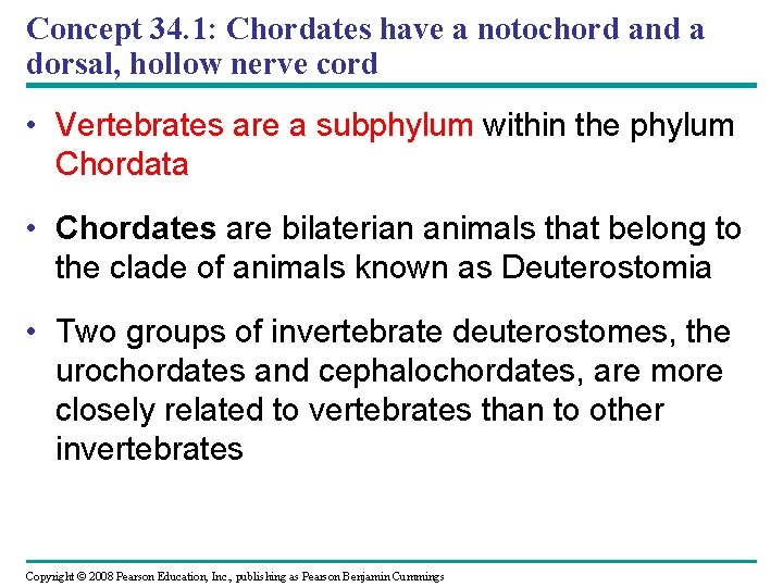 Concept 34. 1: Chordates have a notochord and a dorsal, hollow nerve cord •