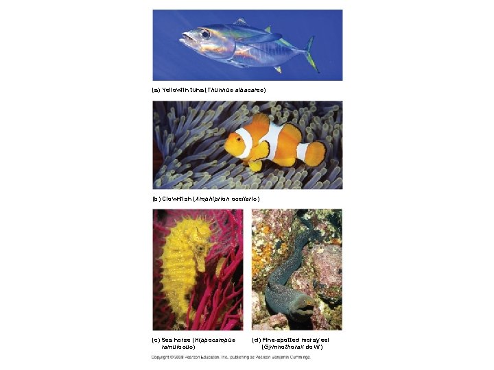 (a) Yellowfin tuna (Thunnus albacares) (b) Clownfish (Amphiprion ocellaris) (c) Sea horse (Hippocampus ramulosus)