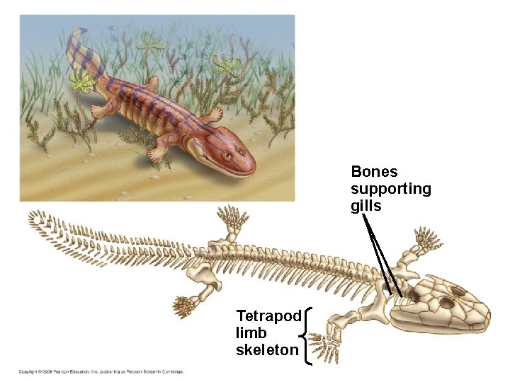 Bones supporting gills Tetrapod limb skeleton 