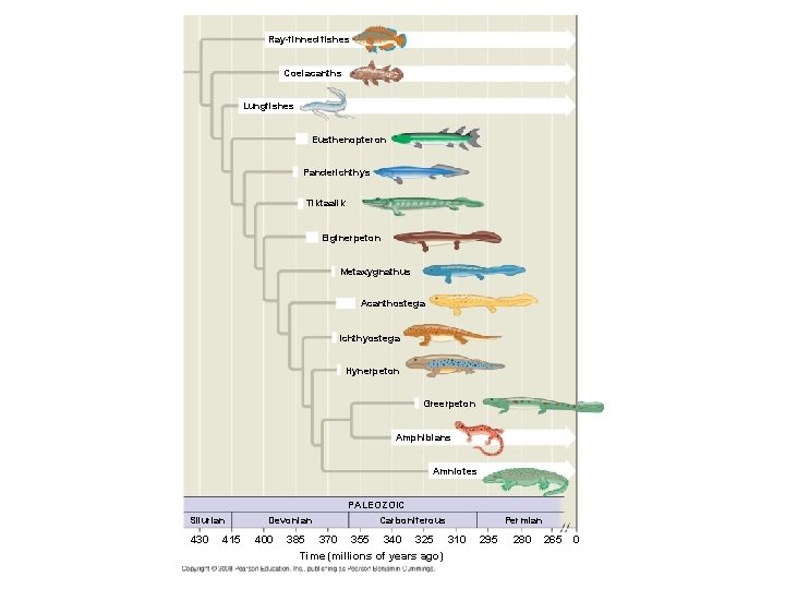 Ray-finned fishes Coelacanths Lungfishes Eusthenopteron Panderichthys Tiktaalik Elginerpeton Metaxygnathus Acanthostega Ichthyostega Hynerpeton Greerpeton Amphibians