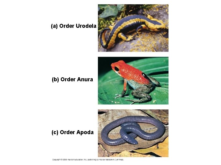 (a) Order Urodela (b) Order Anura (c) Order Apoda 