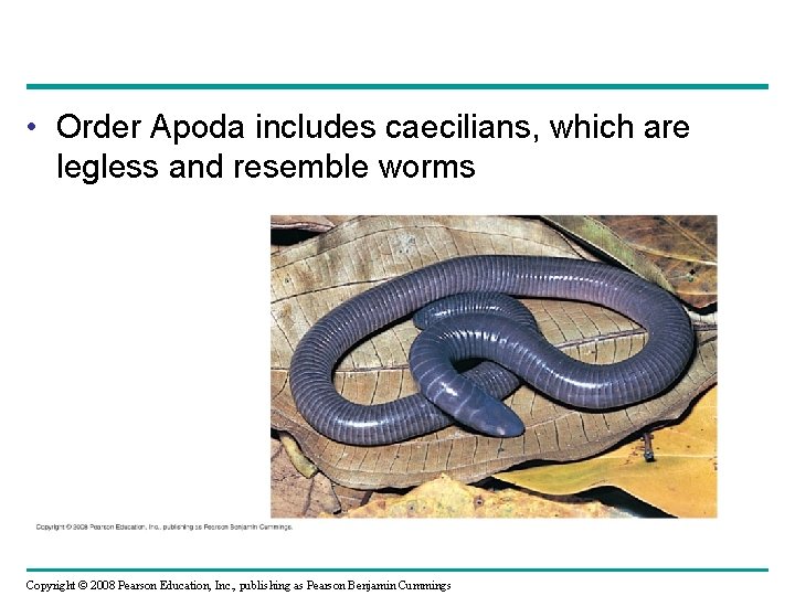  • Order Apoda includes caecilians, which are legless and resemble worms Copyright ©