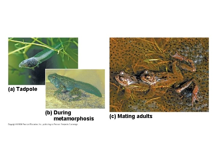 (a) Tadpole (b) During metamorphosis (c) Mating adults 