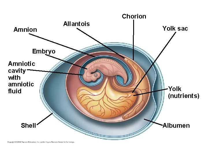 Chorion Amnion Allantois Yolk sac Embryo Amniotic cavity with amniotic fluid Shell Yolk (nutrients)