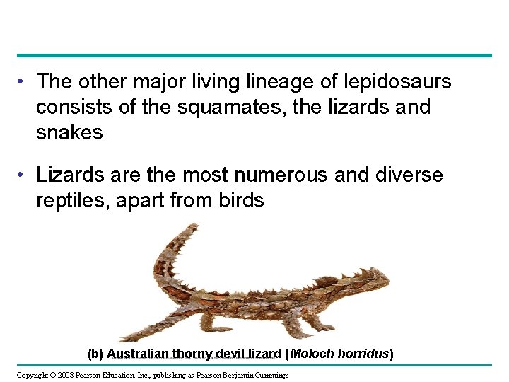  • The other major living lineage of lepidosaurs consists of the squamates, the