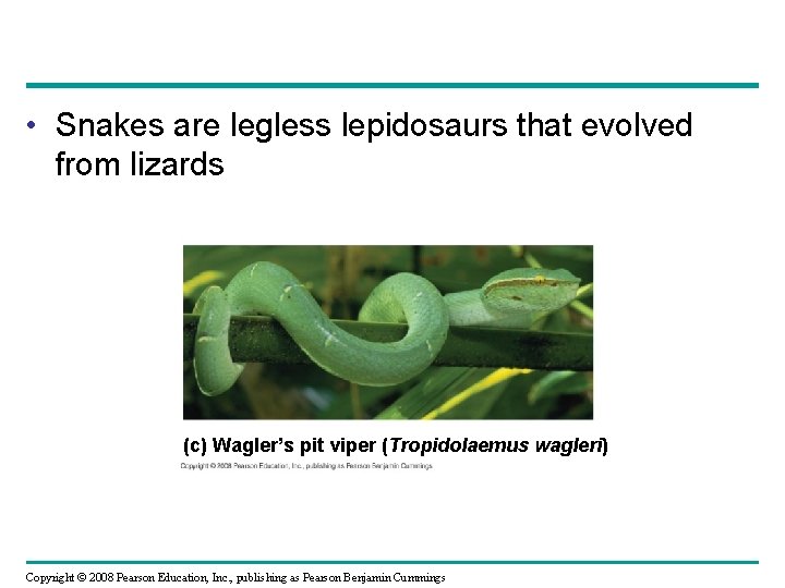  • Snakes are legless lepidosaurs that evolved from lizards (c) Wagler’s pit viper