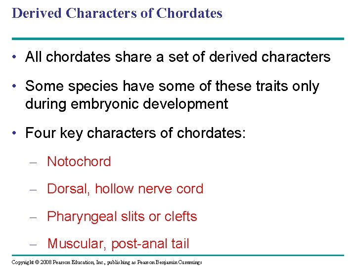 Derived Characters of Chordates • All chordates share a set of derived characters •