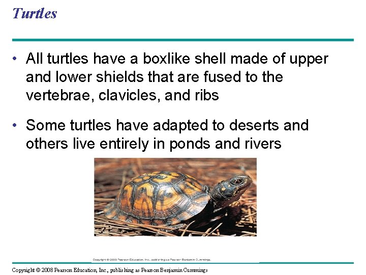 Turtles • All turtles have a boxlike shell made of upper and lower shields