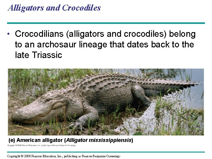 Alligators and Crocodiles • Crocodilians (alligators and crocodiles) belong to an archosaur lineage that