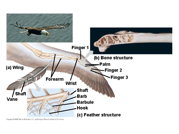 Finger 1 (b) Bone structure Palm Finger 2 (a) Wing Forearm Shaft Vane Finger