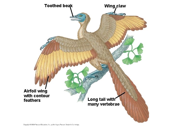 Toothed beak Airfoil wing with contour feathers Wing claw Long tail with many vertebrae