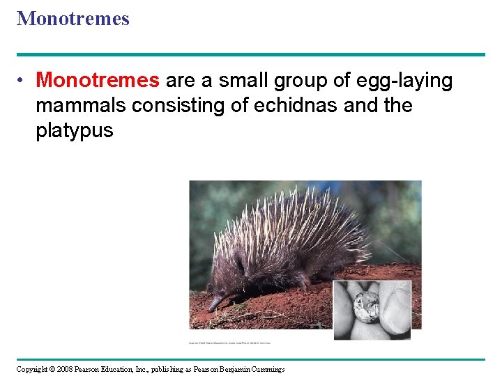 Monotremes • Monotremes are a small group of egg-laying mammals consisting of echidnas and