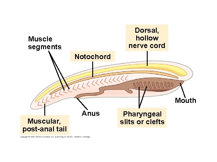 Dorsal, hollow nerve cord Muscle segments Notochord Mouth Muscular, post-anal tail Anus Pharyngeal slits