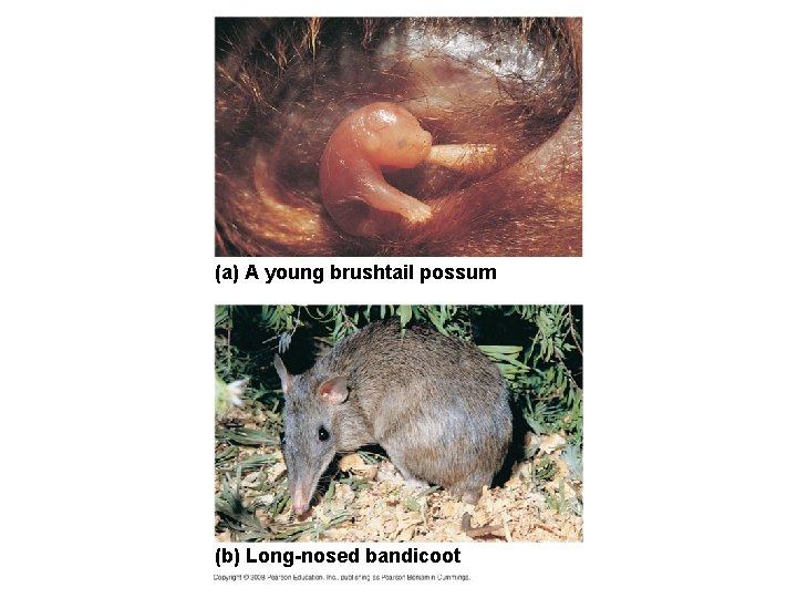 (a) A young brushtail possum (b) Long-nosed bandicoot 