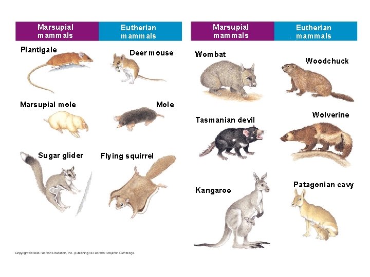 Marsupial mammals Plantigale Eutherian mammals Deer mouse Marsupial mole Marsupial mammals Wombat Woodchuck Mole