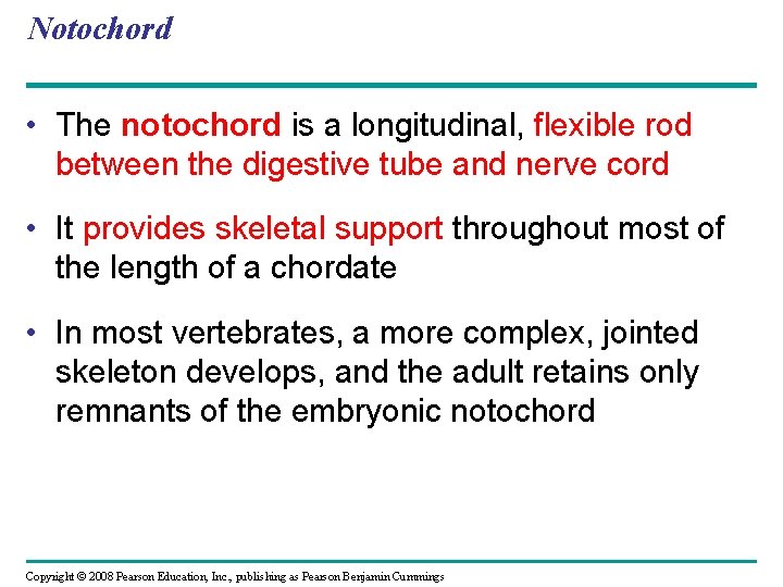 Notochord • The notochord is a longitudinal, flexible rod between the digestive tube and