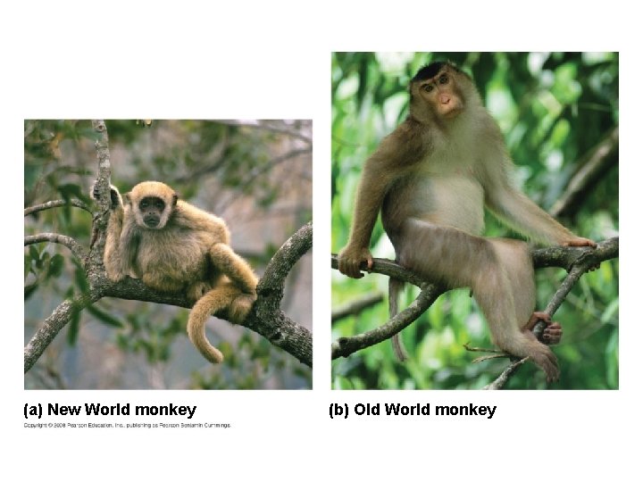 (a) New World monkey (b) Old World monkey 