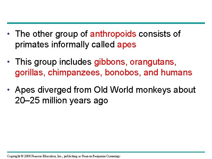  • The other group of anthropoids consists of primates informally called apes •