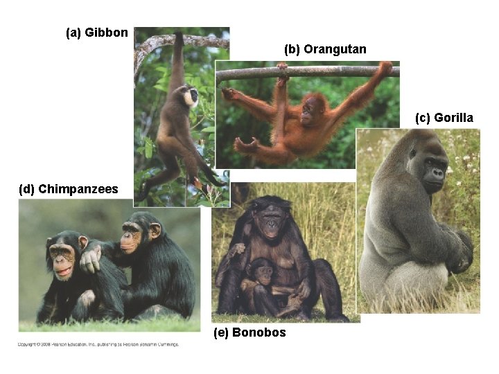 (a) Gibbon (b) Orangutan (c) Gorilla (d) Chimpanzees (e) Bonobos 