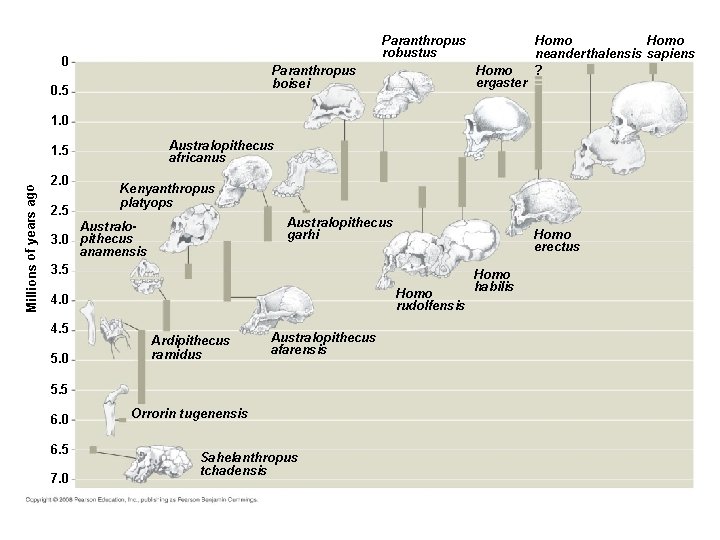 Paranthropus robustus 0 Homo ergaster Paranthropus boisei 0. 5 Homo neanderthalensis sapiens ? 1.