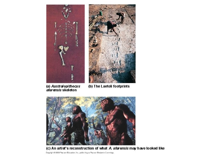 (a) Australopithecus afarensis skeleton (b) The Laetoli footprints (c) An artist’s reconstruction of what