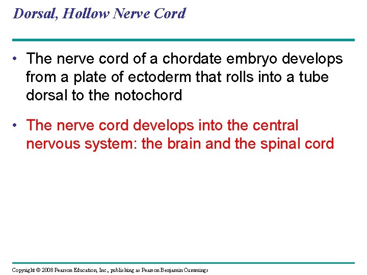 Dorsal, Hollow Nerve Cord • The nerve cord of a chordate embryo develops from