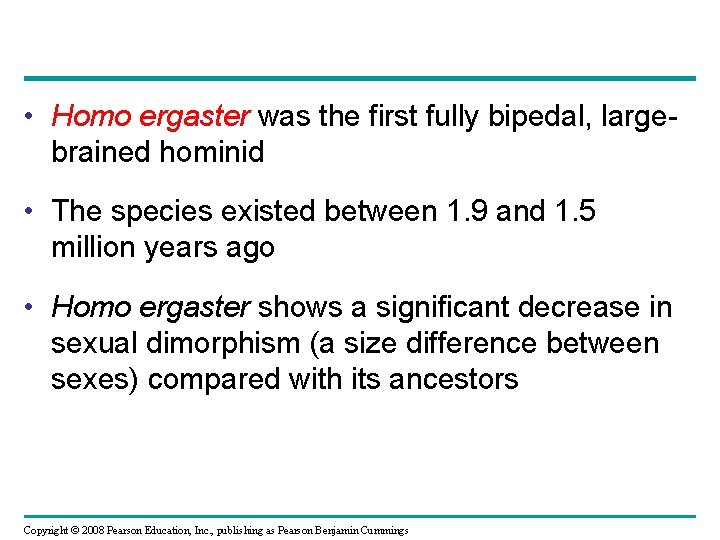  • Homo ergaster was the first fully bipedal, largebrained hominid • The species
