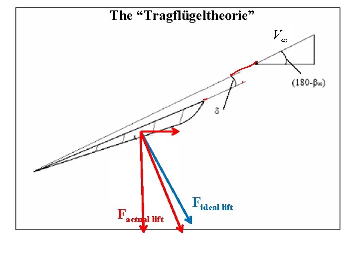 The “Tragflügeltheorie” V∞ Factual lift Fideal lift 