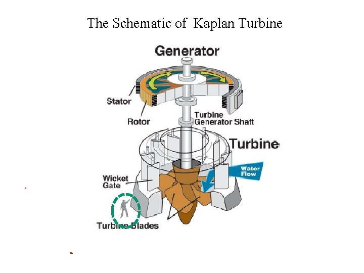 The Schematic of Kaplan Turbine 