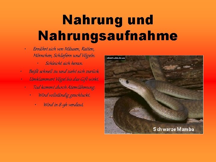 Nahrung und Nahrungsaufnahme Ernährt sich von Mäusen, Ratten, Hörnchen, Schliefern und Vögeln. • Schleicht