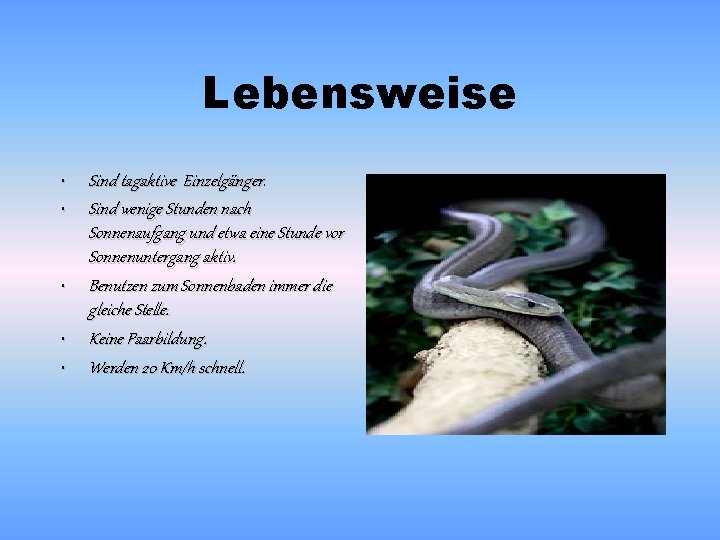 Lebensweise • • • Sind tagaktive Einzelgänger. Sind wenige Stunden nach Sonnenaufgang und etwa