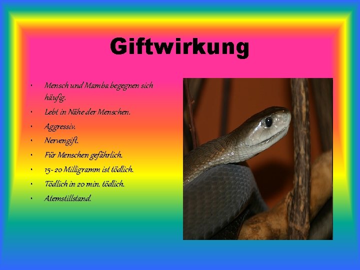 Giftwirkung • • Mensch und Mamba begegnen sich häufig. Lebt in Nähe der Menschen.