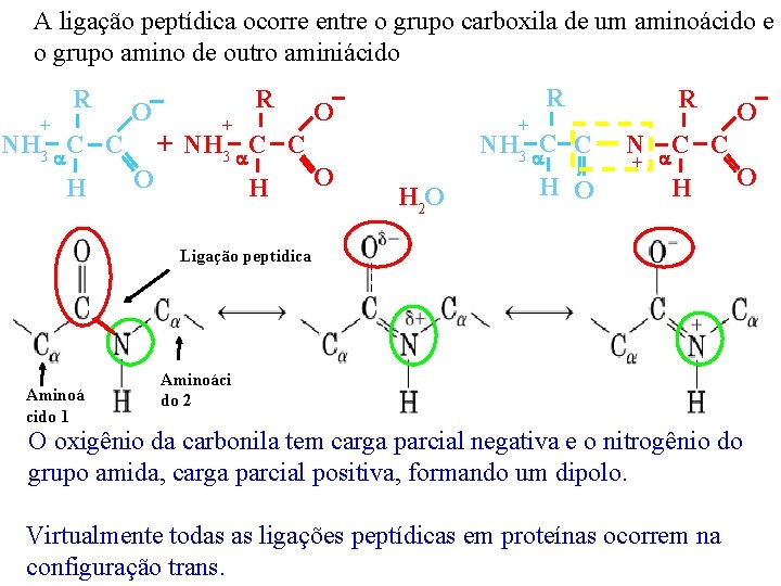 A ligação peptídica ocorre entre o grupo carboxila de um aminoácido e o grupo