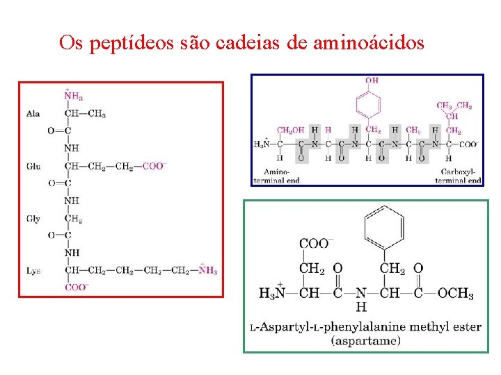 Os peptídeos são cadeias de aminoácidos 
